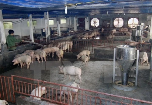 Phát hiện hộ chăn nuôi sử dụng chất cấm vượt chuẩn 500 lần
