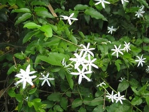 Quảng Trị phát triển vùng chuyên canh, sản xuất thương mại từ cây dược liệu