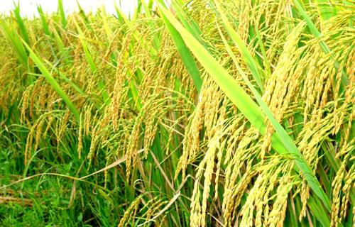 Kỹ thuật chọn giống lúa khỏe