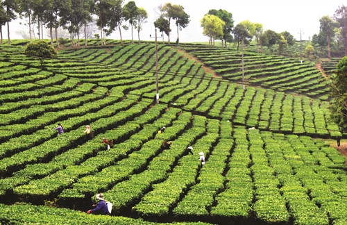Lai Châu chú trọng phát triển cây chè