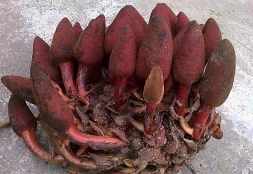 Những sản vật quý hiếm ở cao nguyên đá Hà Giang