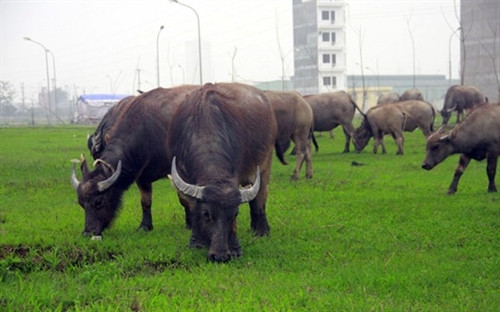 Mô hình chăn nuôi trâu thành công