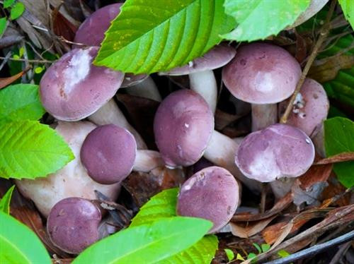 Nấm tràm - món ngon bổ dưỡng