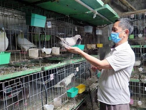 Nông dân Thuận Thành lãi cao từ mô hình nuôi chim bồ câu Pháp