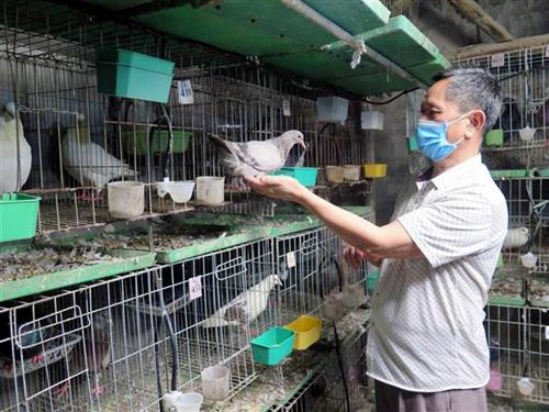 Nông dân Thuận Thành lãi cao từ mô hình nuôi chim bồ câu Pháp