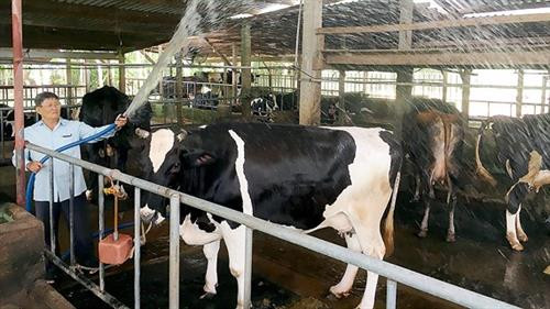 Xây dựng chuỗi liên kết để phát triển ngành chăn nuôi bền vững