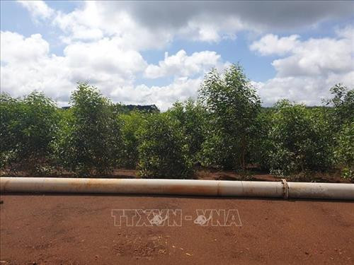  Đắk Nông trồng rừng phục hồi môi trường sau khai thác khoáng sản