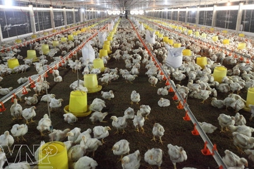 Mô hình trang trại khép kín mang lại hiệu quả cao
