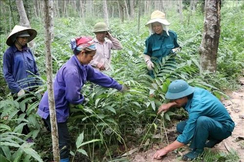 Hiệu quả mô hình trồng rừng kết hợp chăn nuôi ở huyện miền núi Phong Thổ
