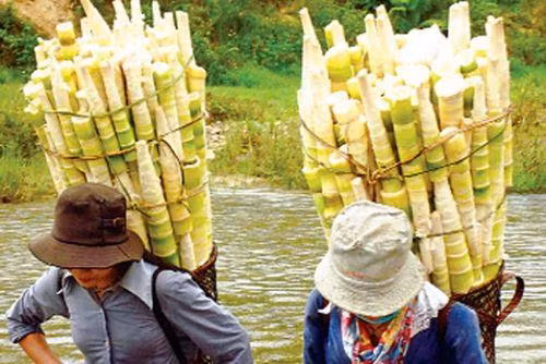 Những món rau rừng “đỉnh nhất’, ăn là nghiện của vùng Tây Bắc