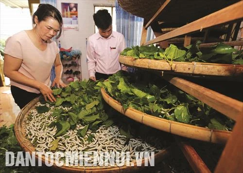 Trồng dâu nuôi tằm cho thu nhập cao