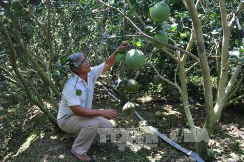 Bà Trần Thị Hồng Châu làm giàu nhờ chuyển đổi sản xuất thích ứng biến đổi khí hậu