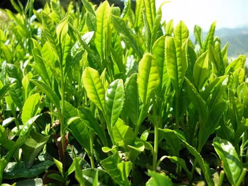 Kỹ thuật trồng trà xanh tại nhà