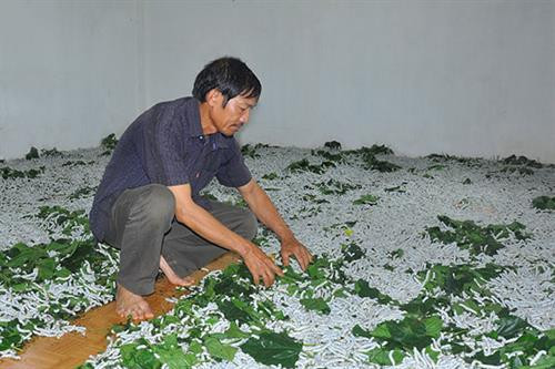 Lâm Đồng phục hồi nghề dâu tằm truyền thống