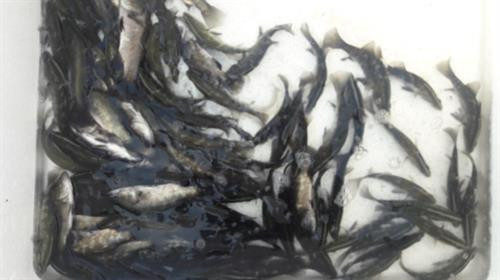 Kỹ thuật ương cá chẽm làm con giống