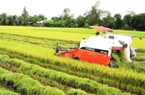 Tiền Giang: Đưa vào sản xuất nhiều giống thích ứng với biến đổi khí hậu
