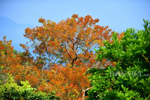 Sơn Trà đẹp miên man thời khắc giao mùa