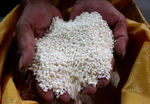 Bắc Ninh tăng giá trị lúa nếp cái hoa vàng