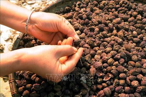 Sơn La: tìm đầu ra cho sản phẩm sa nhân tím