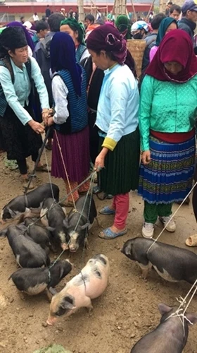 Kỹ thuật chăn nuôi heo đen
