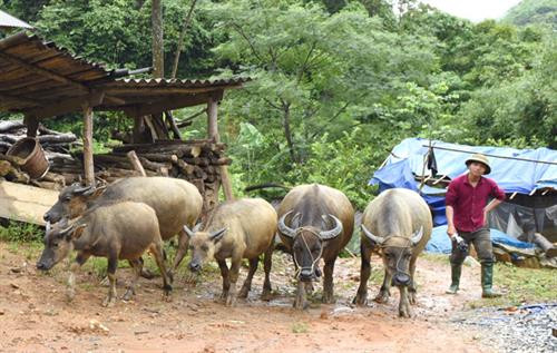 Nghệ An: Băng giá xuất hiện, chú ý bảo vệ đàn gia súc khu vực miền núi