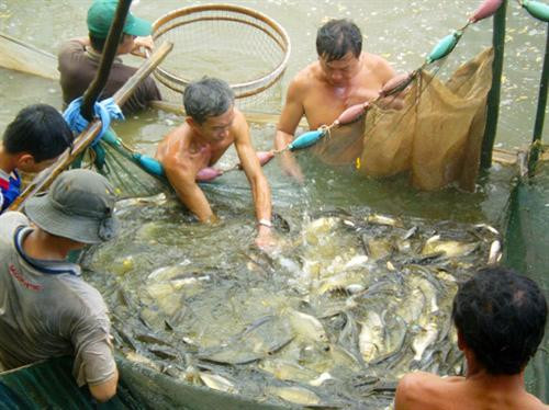 Mắm cá đồng U Minh Thượng 