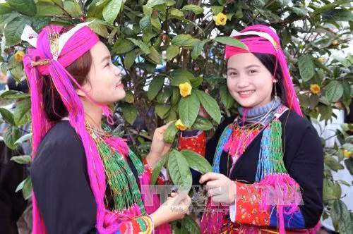 Hội trà hoa vàng ở huyện Ba Chẽ quảng bá, tôn vinh cây dược liệu quý