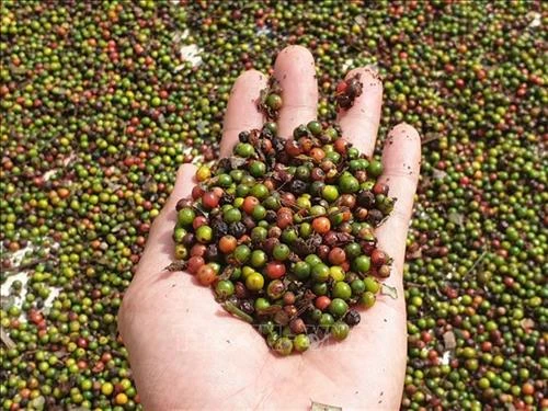 Quảng Trị sản xuất hồ tiêu đạt tiêu chuẩn của Mỹ và châu Âu
