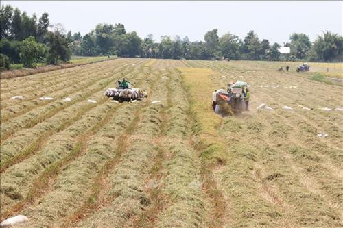 Giải quyết đầu ra cho lúa gạo vùng Đồng Tháp Mười (Bài 1)