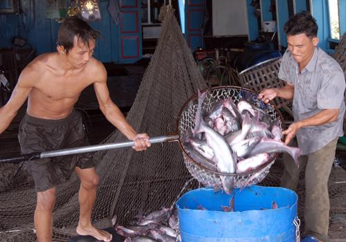 Nuôi cá da trơn thâm canh trên bãi bồi ven sông Tiền