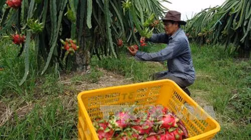 Việt Nam xuất khẩu 5 tấn thanh long ruột đỏ sang Australia
