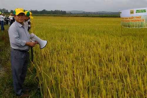 Hiệu quả của giống lúa Nàng Thương 9 tại Quảng Ngãi