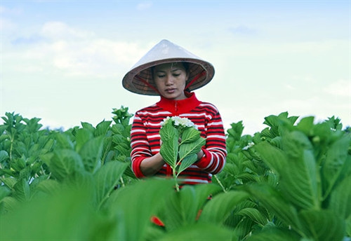 Đưa hoa về đất nghèo