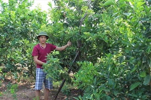 Ghép nhân giống hồng xiêm xoài
