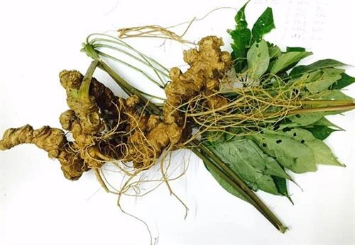 Loài nhân sâm nổi tiếng Việt Nam
