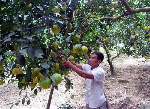 Ông Trần Quốc Quân người tiên phong trong phát triển kinh tế ở Hòn Vang