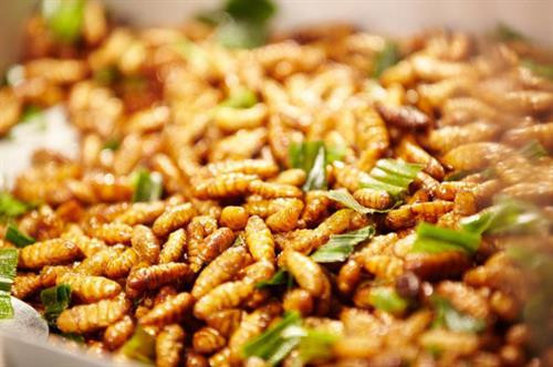 Tò mò nếm thử… ong vò vẽ cực 'độc' ở miền Tây