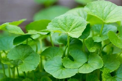 Hướng dẫn cách trồng và chăm bón rau má