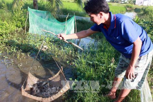 Kiên Giang khôi phục nguồn lợi cá đồng vùng U Minh Thượng