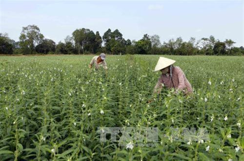 Trồng vừng thay lúa giúp nông dân Cần Thơ tăng thu nhập trong mùa khô hạn