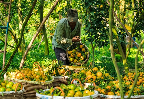 Quýt đường trái vụ bán được giá cao