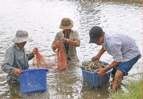 Xuân về trên vùng tôm - lúa Sóc Trăng