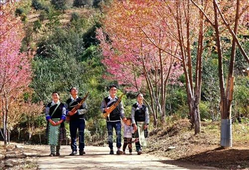 Lung linh sắc hoa Tớ Dày vùng cao Mù Cang Chải