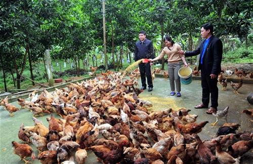 Thực hiện Chương trình “Mỗi xã một sản phẩm” ở huyện vùng cao Tuyên Quang