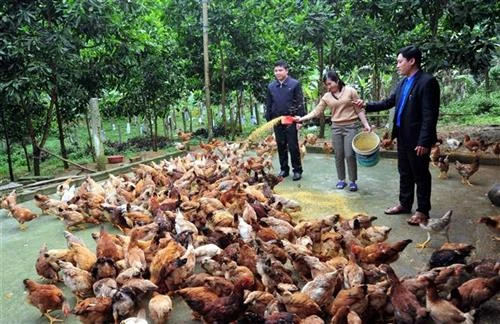 Thực hiện Chương trình “Mỗi xã một sản phẩm” ở huyện vùng cao Tuyên Quang