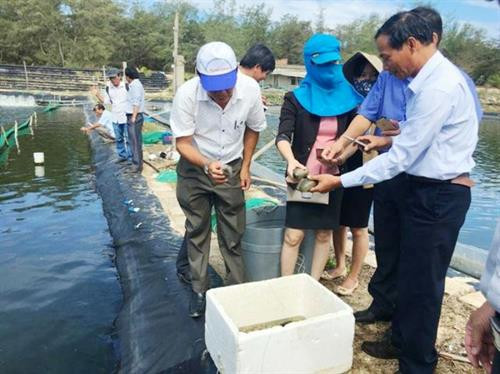 Quảng Ngãi nhân rộng mô hình nuôi ghép hải sâm với ốc hương