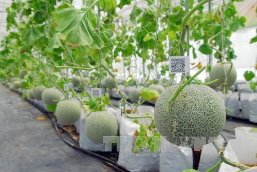 Nhiều triển vọng với xuất khẩu trái cây Việt Nam ​(Bài cuối)