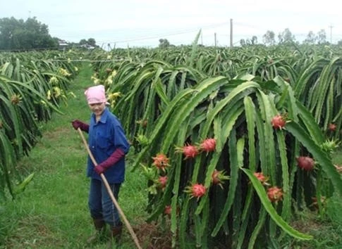 Kỹ thuật sử dụng phân bón cho cây Thanh Long