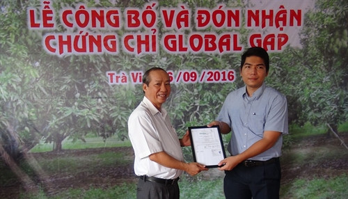 Xoài cát Hoà Lộc của Trà Vinh đạt chuẩn GlobalGAP