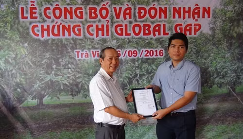 Xoài cát Hoà Lộc của Trà Vinh đạt chuẩn GlobalGAP